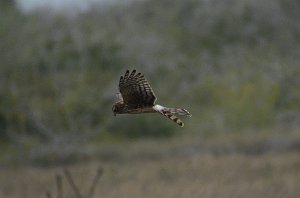 Hawk, Northern Harrier, 2012-12313767 Laguna Atascosa NWR, TX